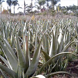 Book: Aloe Vera