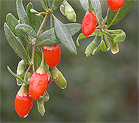 Book: Berry Grower's Companion, The